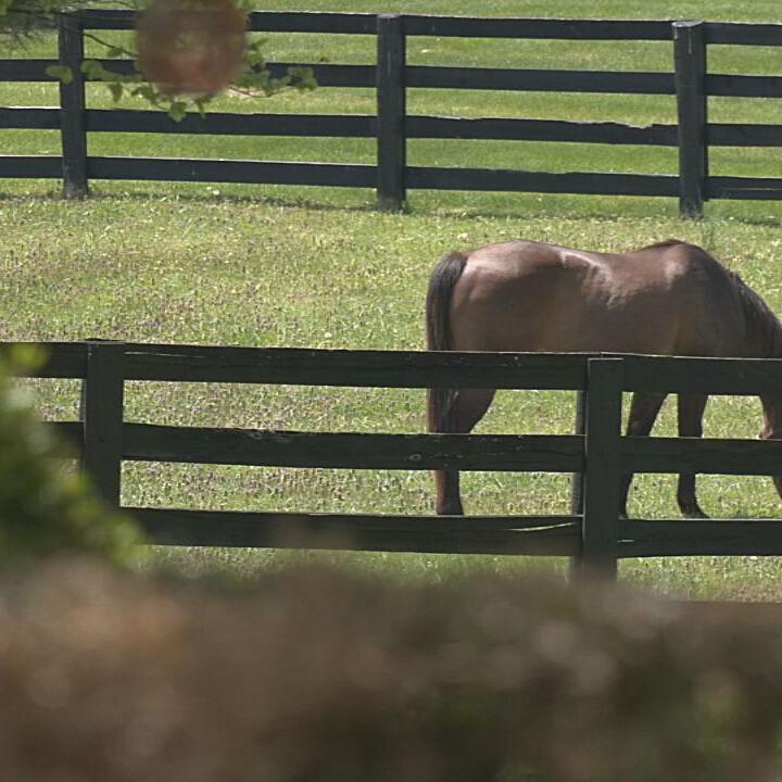Thoroughbred Retirement Foundation